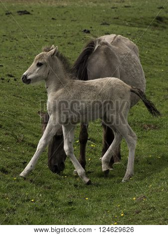 wild horses in the german muensterland near merfeld