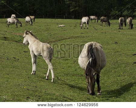 wild horses in the german muensterland near merfeld