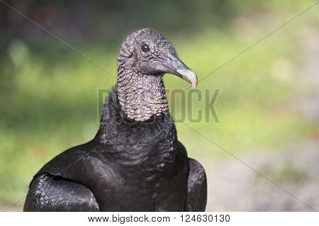 American Black Vulture (Coragyps atratus) is photographed standing on the ground.