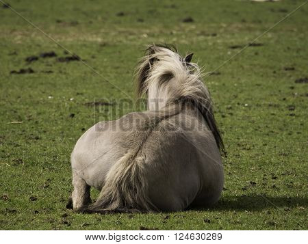 wild horses in the german muensterland near merfeld