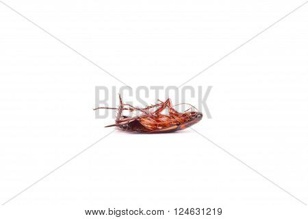 Cockroach died as a insecticide Insect bug