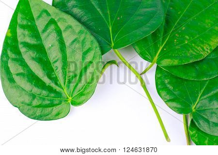 betel leaf is herbal ( medicinal plants )