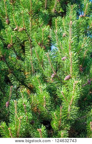 Dense Young Pine Cones Close Up Vertical Shot