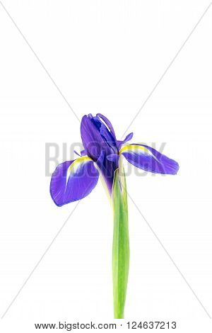 Blooming iris flower isolated against white background