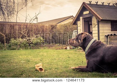 Dog with a bone in a garden with a doghouse