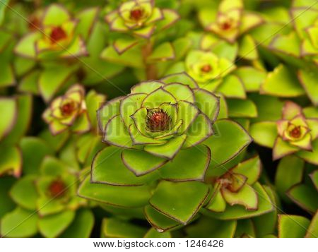 Eksotiske blomstrende Cactaceous græs plante 1 1