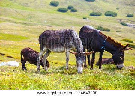 Drove Of Donkeys Resting In The Green Meadow
