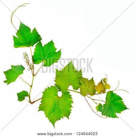 vine and leaves isolated on white background