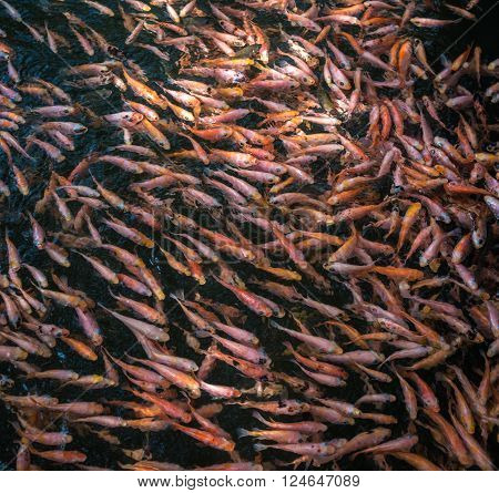 School of goldfishes Madu Ganga Sri Lanka