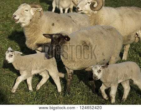 sheeps an lambs in the german muensterland