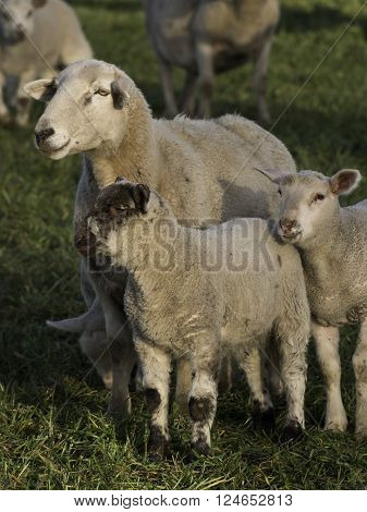 sheeps an lambs in the german muensterland
