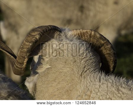 sheeps an lambs in the german muensterland