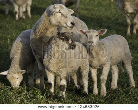 sheeps an lambs in the german muensterland