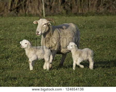 sheeps an lambs in the german muensterland