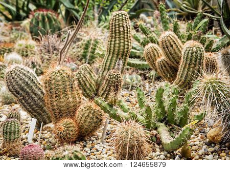 Background of beautiful various cacti. Gardening theme. Flower shop.