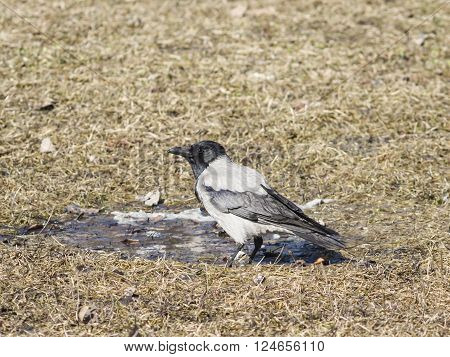 Hooded Crow Corvus cornix portrait on dry grass early spring closeup selective focus shallow DOF
** Note: Visible grain at 100%, best at smaller sizes
