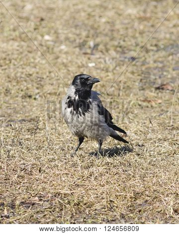 Hooded Crow Corvus cornix portrait on dry grass early spring closeup selective focus shallow DOF
** Note: Soft Focus at 100%, best at smaller sizes
