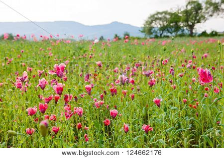 Pink blooming poppy, huge field of blossoming flowers on sunny summer day