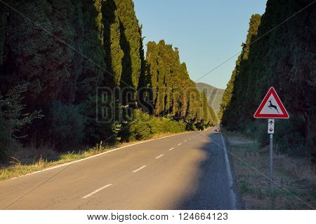 Italy, Tuscany, Castagneto Carducci, Bolgheri, Road And Cypresses