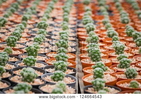 Small Cactus plant nurseries in farm selected focus