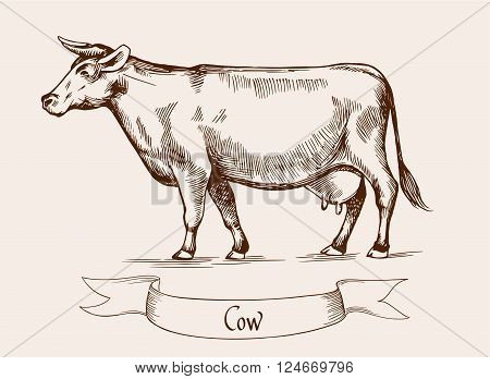 Cow. Vector illustration in Vintage engraving style. Can be used as grunge label or sticker image. Isolated