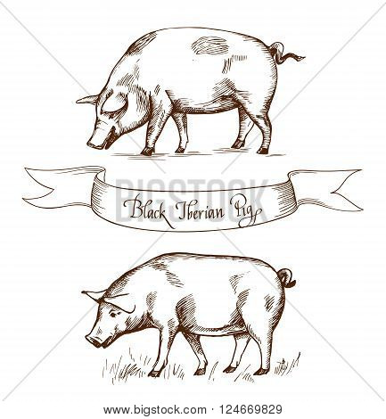 Black Iberian Pig. Vector illustration in Vintage engraving style. Can be used as grunge label or sticker image. Isolated