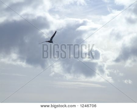 Fugl på himlen