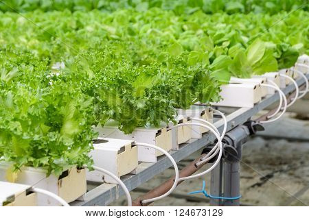 Close up of Fillie Iceburg leaf lettuce vegetables plantation
