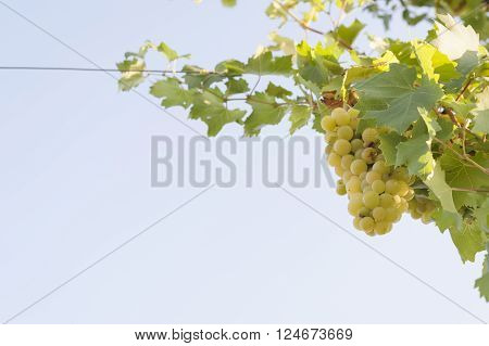 bunch of white grapes on its branch