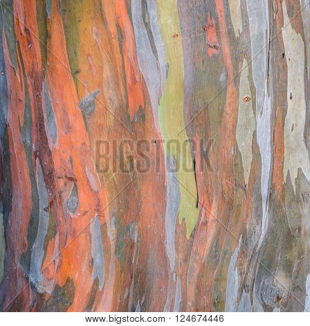Tree bark texture background of Eucalyptus deglupta