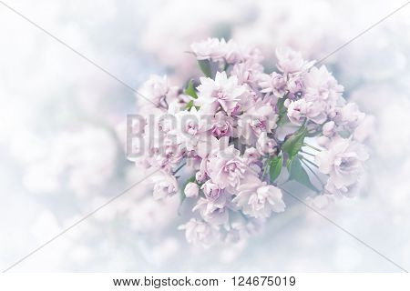 Spring sakura blossoms. Vintage abstract background image.
