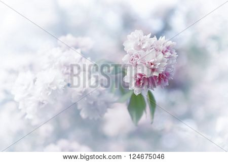 Spring sakura blossoms. Vintage abstract background image.
