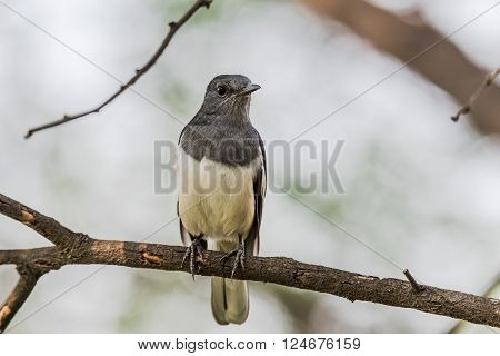 Oriental magpie-robin is a small passerine bird that was formerly classed as a member of the thrush family Turdidae but now considered an Old World flycatcher