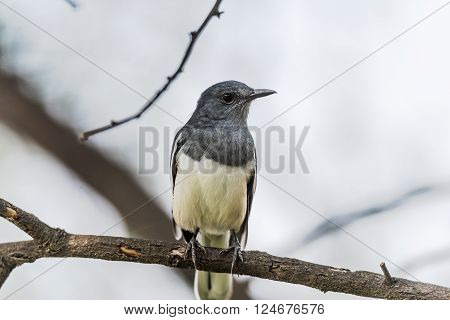 Oriental magpie-robin is a small passerine bird that was formerly classed as a member of the thrush family Turdidae but now considered an Old World flycatcher