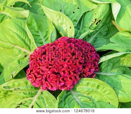 Red Cockscomb flower or Celosia cristata flower close up top view image