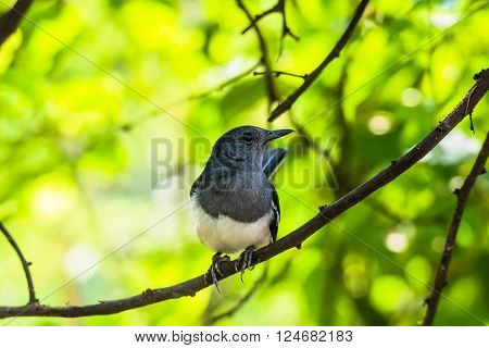 Oriental magpie-robin is a small passerine bird that was formerly classed as a member of the thrush family Turdidae but now considered an Old World flycatcher