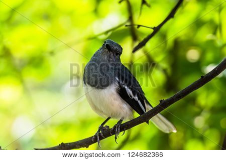 Oriental magpie-robin is a small passerine bird that was formerly classed as a member of the thrush family Turdidae but now considered an Old World flycatcher