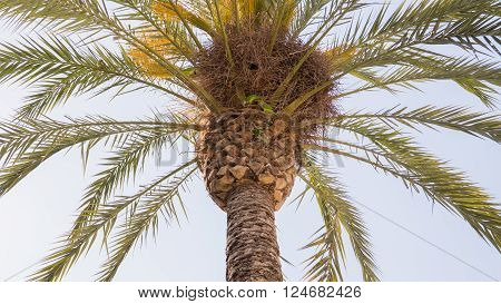 Green parrots on the palm and their nest