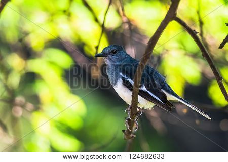 Oriental magpie-robin is a small passerine bird that was formerly classed as a member of the thrush family Turdidae but now considered an Old World flycatcher