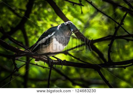 Oriental magpie-robin is a small passerine bird that was formerly classed as a member of the thrush family Turdidae but now considered an Old World flycatcher
