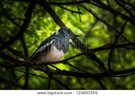 Oriental magpie-robin is a small passerine bird that was formerly classed as a member of the thrush family Turdidae but now considered an Old World flycatcher