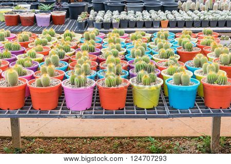 Small Cactus plant nurseries in farm -selected focus