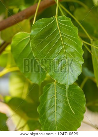 Closeup of green cordate leaf in natural park