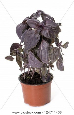 Ocimum basilicum purpurascens in front of white background