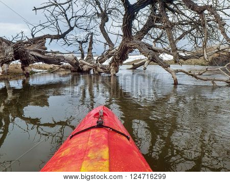kayak and fallen cottonwood tree - paddling St Vrain Creek near Platteville in northern Colorado