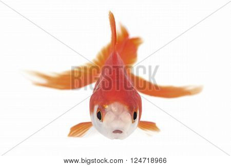 red goldfish in front of white background