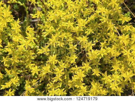 Fresh yellow Hypericum perforatum flowers close up view