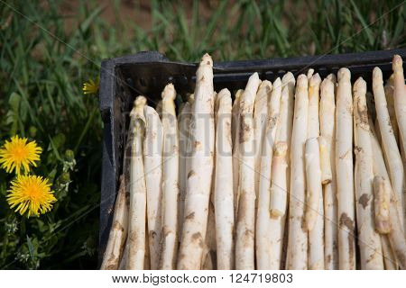 white asperagus on ground in a box