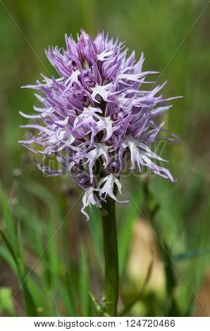 Wild flower pink orchid close-up on a background of grass
