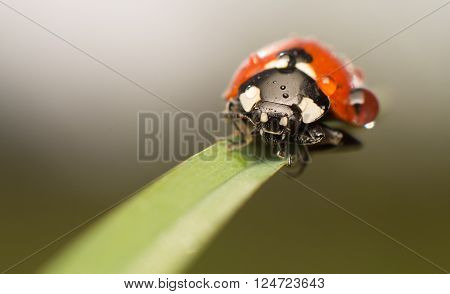 Lady Bug, on blade of grass, with water droplet